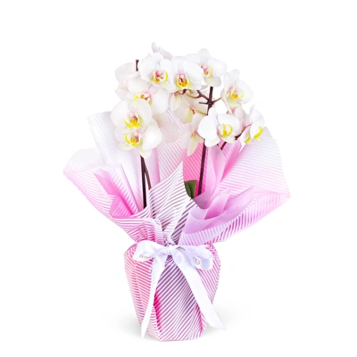 beyaz ve pembe orkide buketi
